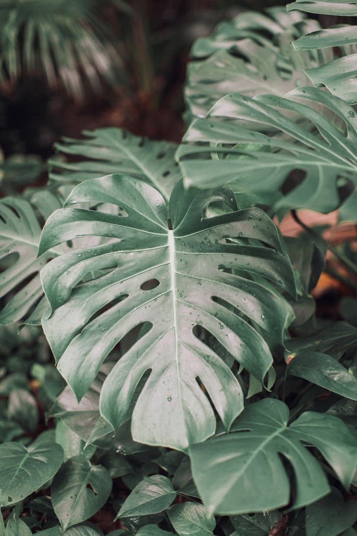 services-04 Close-up of vibrant monstera leaves with visible dewdrops in natural light.