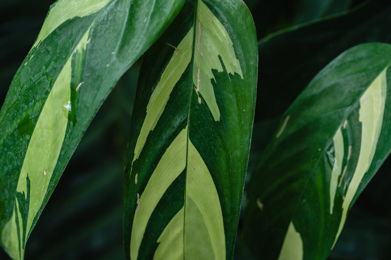 services-02 A detailed close-up of lush green leaves from the Never Never plant.
