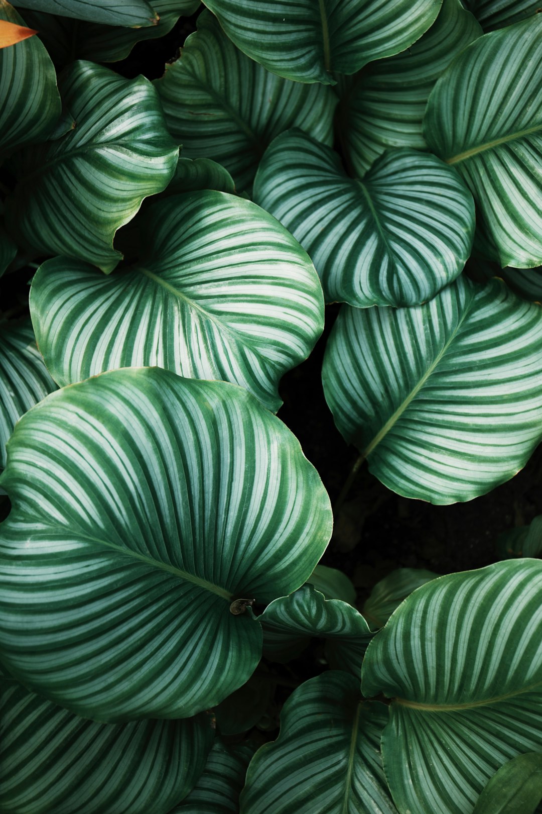 team-04 green-and-white-leafed-plants-bbiusdck8tu
