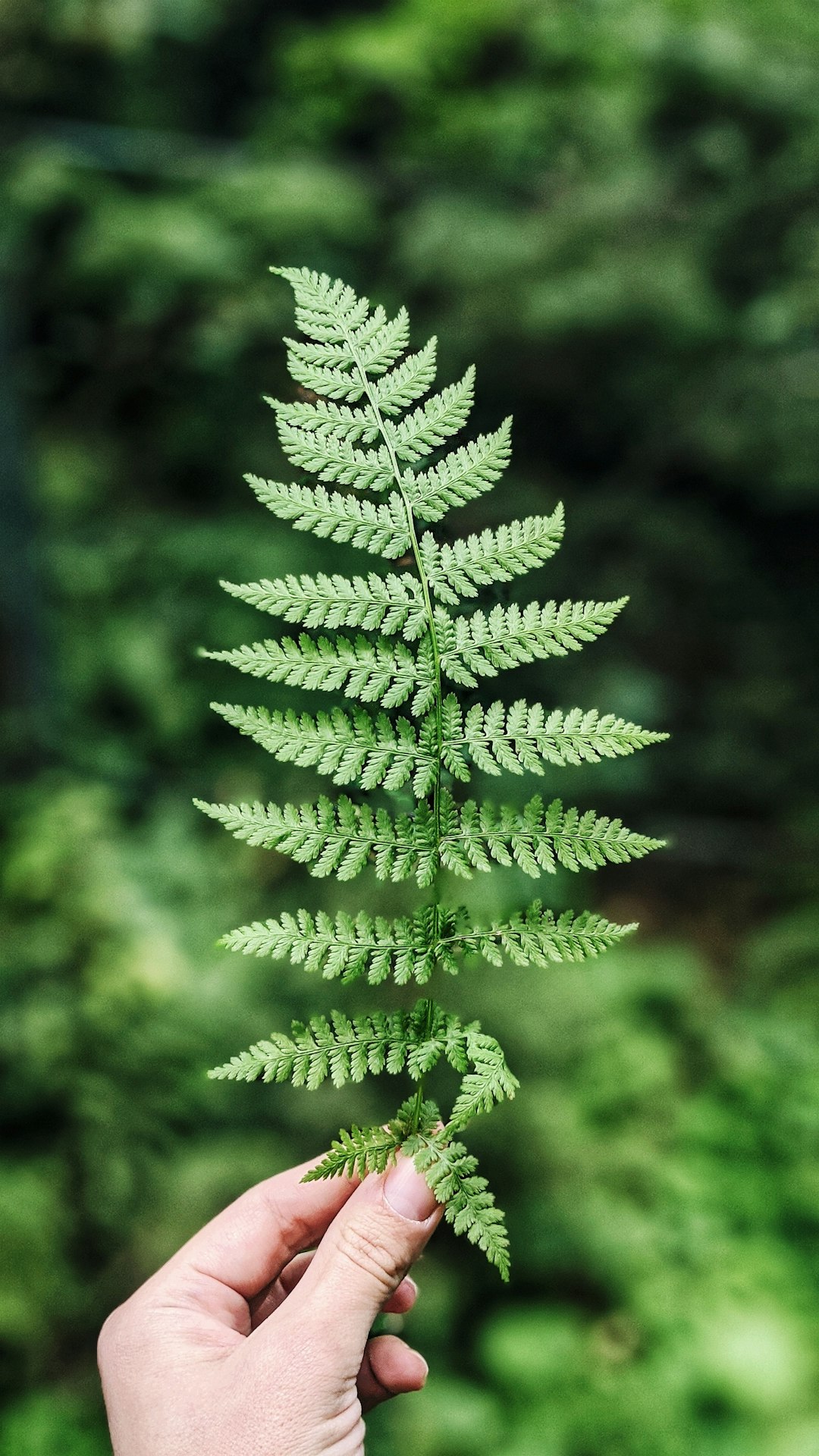 team-01 green-fern-plant-in-close-up-photography-r0m9hrfjmbm