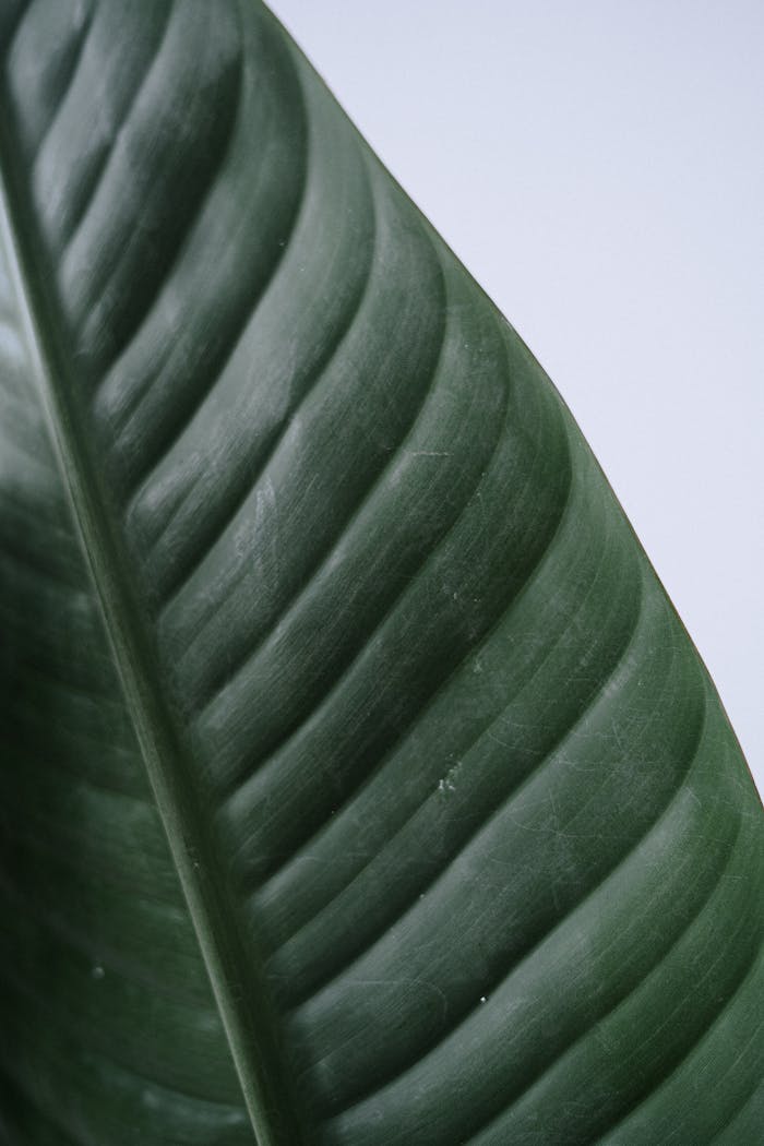 who-we-are A detailed close-up of a vibrant green leaf highlighting its texture, suitable for nature backgrounds.