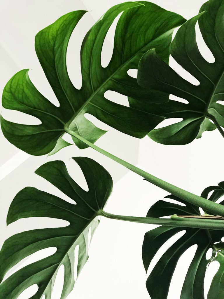monstera.jpg