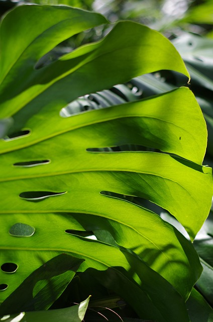 monstera deliciosa hoja.jpg