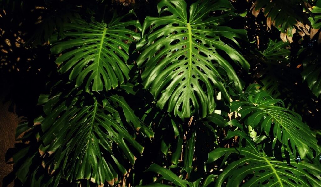 monstera en la selva su habitat en la naturaleza