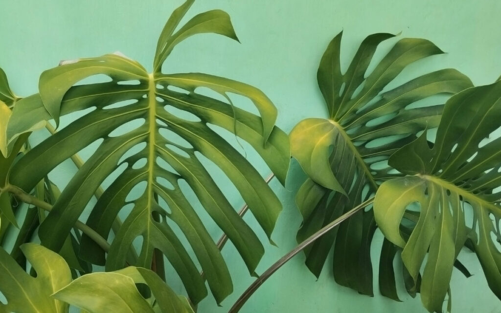 monstera deliciosa como planta interior en salón