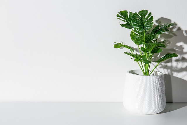 Monstera con sustrato aireado para plantas de interior