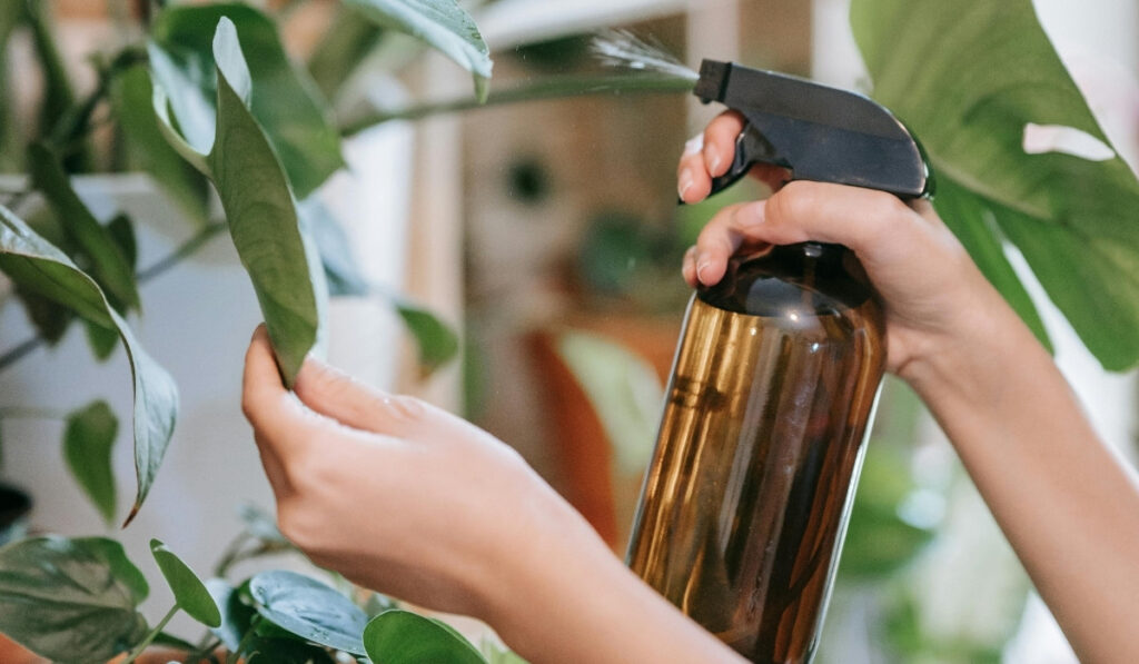 pulverizar hojas de monstera
