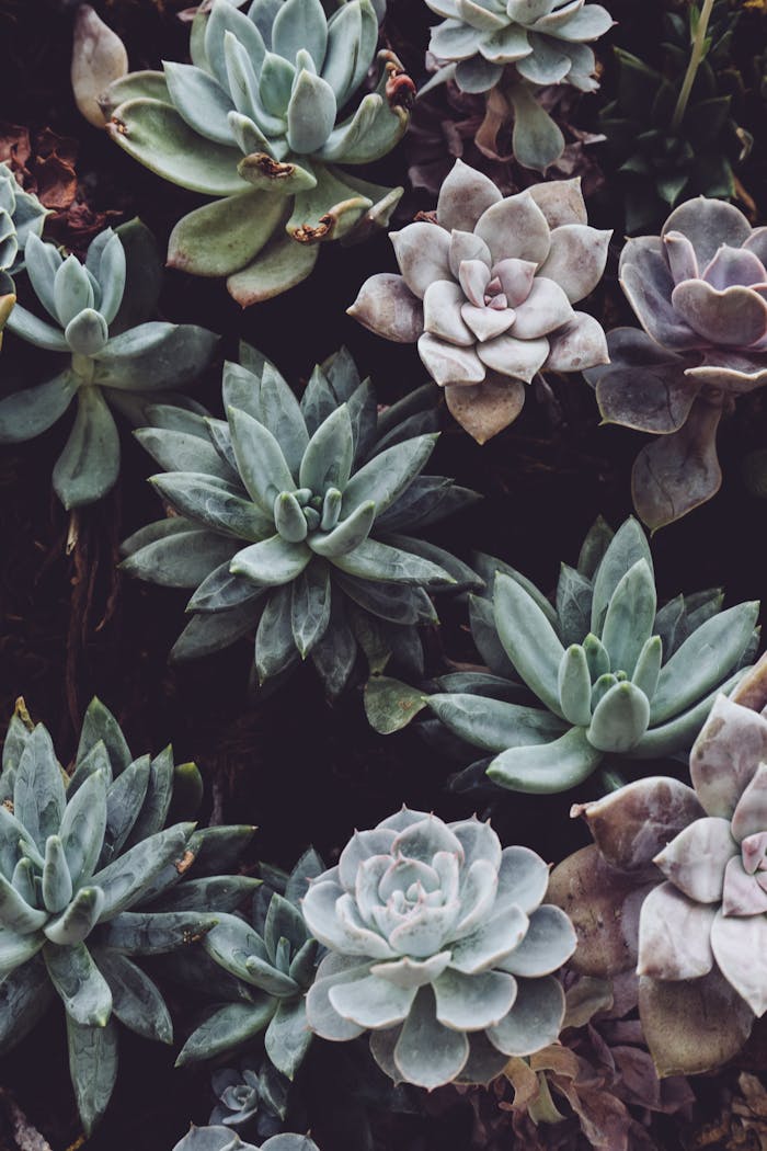 services-03 Top view of various green and purple succulents showcasing detailed leaf patterns and colors.