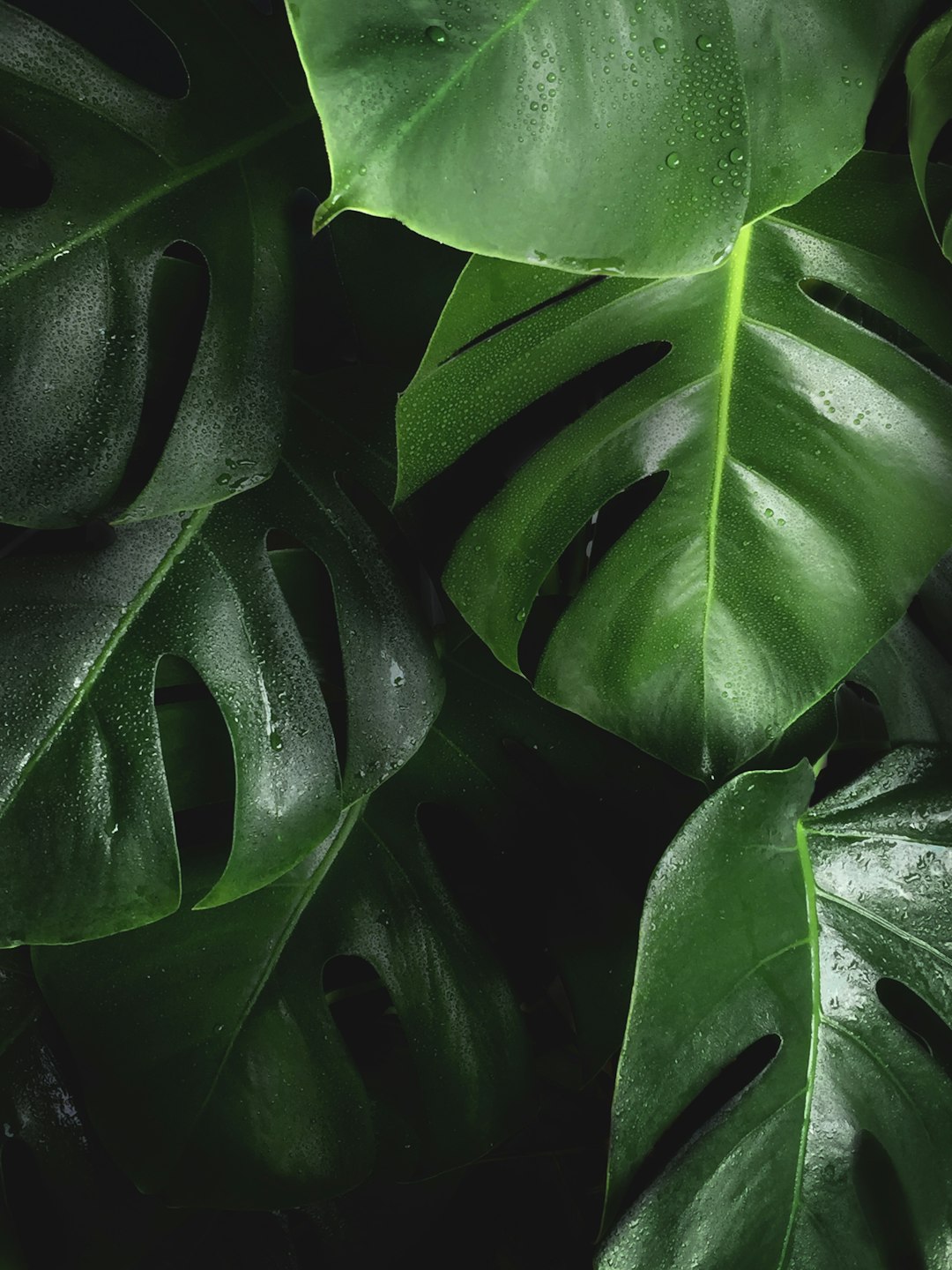 team-03 shallow-photography-of-leaves-w5xttlpk1-i