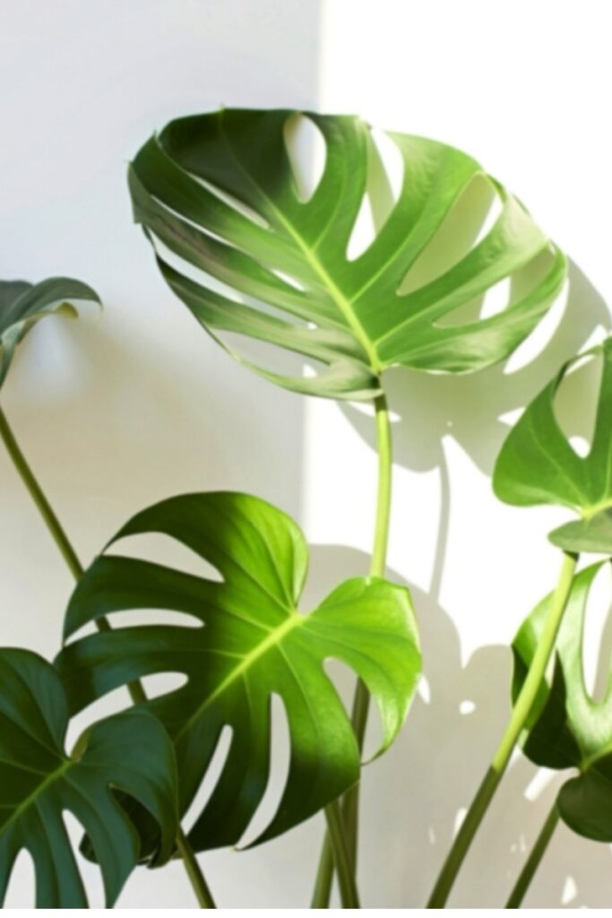 monstera cuidados para principiantes.jpg