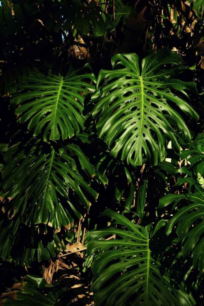 monstera planta de interior resistente.jpg