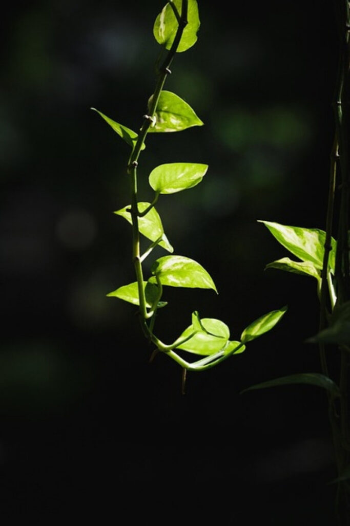 pothos cuidados para principiantes.jpg