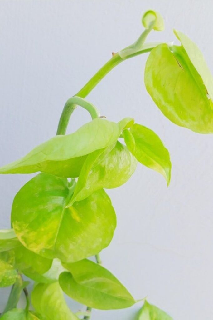 pothos planta de interior resistente.jpg