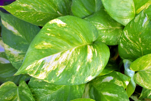 hojas-pothos.jpg