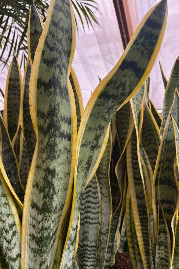 sanseviera planta interior facil.jpg