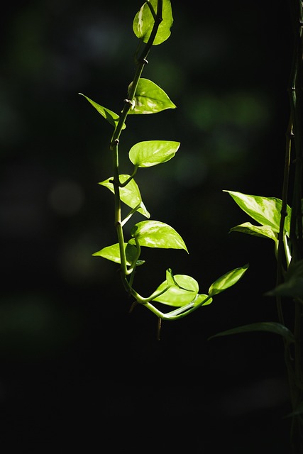 pothos-colgando.jpg