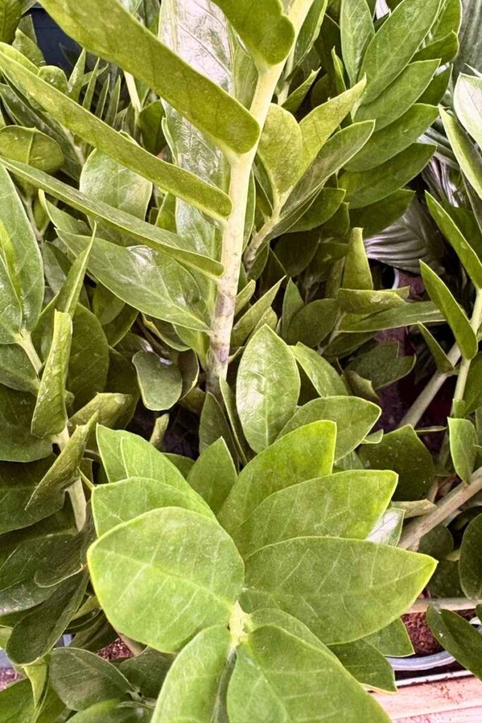 zamioculca planta de interior resistente.jpg