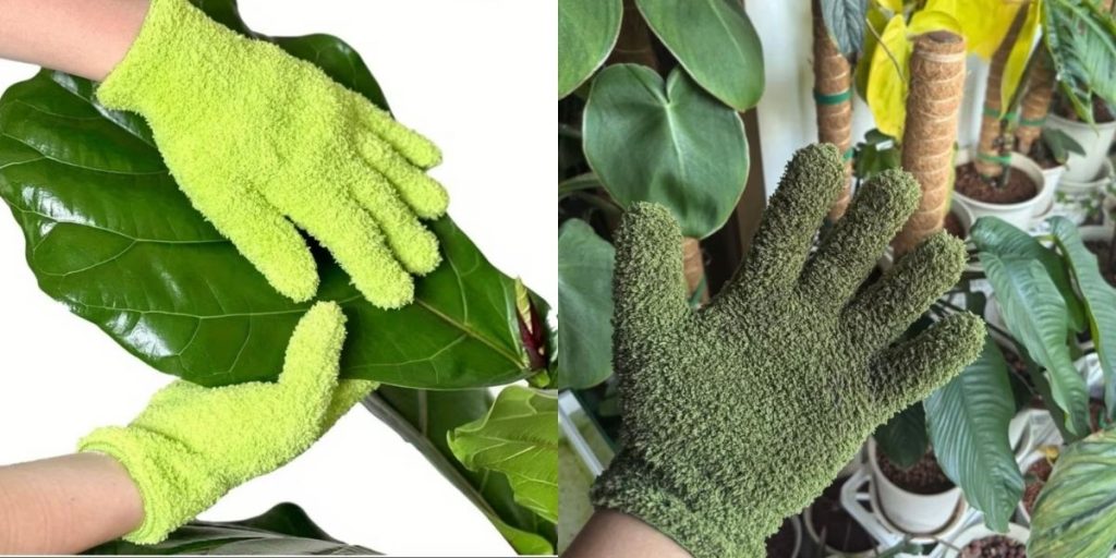 Errores más comunes al cuidar plantas de interior (y cómo evitarlos) limpieza de hojas de planta de interior con guantes de microfibra