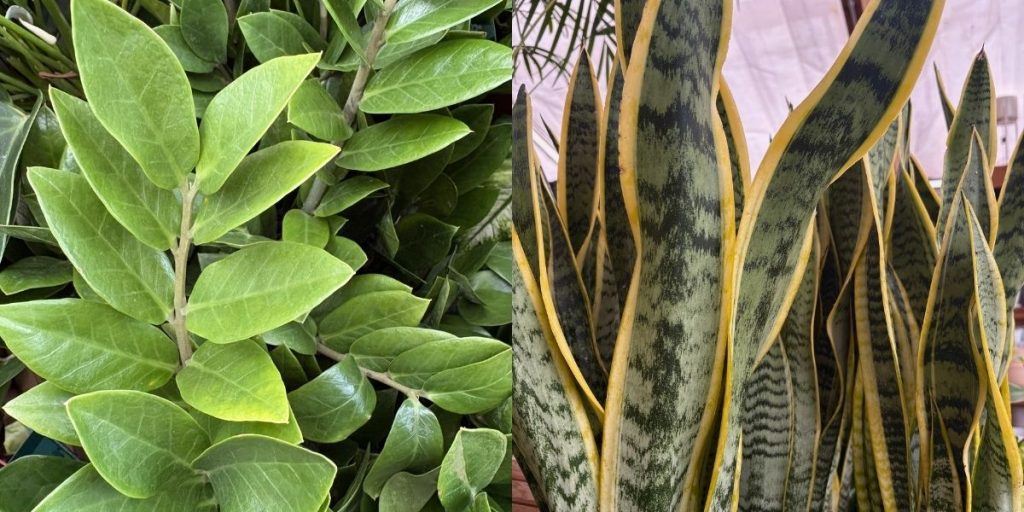 Errores más comunes al cuidar plantas de interior (y cómo evitarlos) plantas de interior adecuadas para principiantes